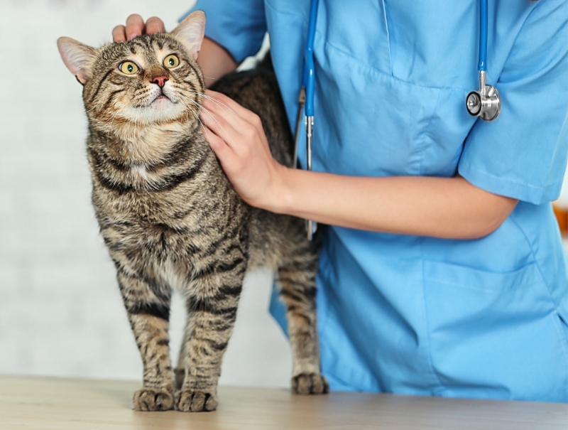 Veterinary Jobs in Visalia