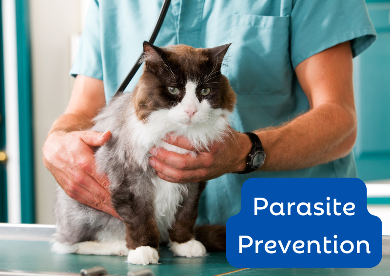 Carousel Slide 2: pet parasite prevention