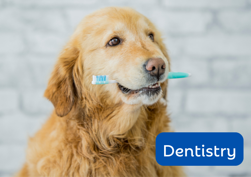 Carousel Slide 3: Ask about our expert veterinary dental care