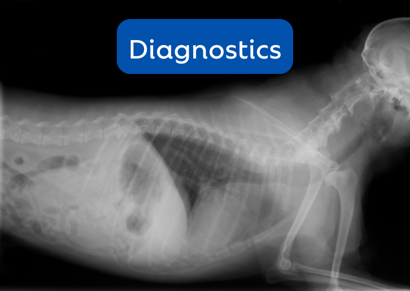 Carousel Slide 4: Offering advanced veterinary x-rays from our in-house laboratory